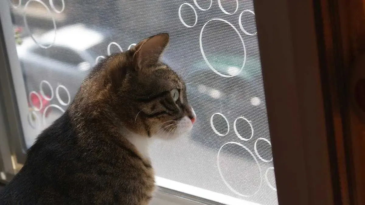 Çayyolu Pencere Sinekliği