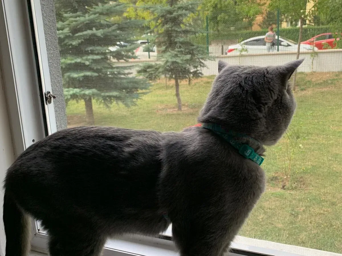 Çayyolu Sineklik Modelleri